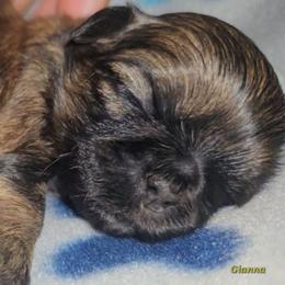 Gianna - Brindle female Shih Tzu puppy in Los Banos And Bay Area, California from Shantii's Shih Tzu's