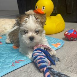 Gidget - Black & tan tri-color female Morkie puppy in Taylorsville, North Carolina from Mountain Top Hot Tailz