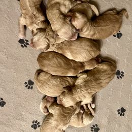 Aussiedoodle and Goldendoodle Puppies from Gray Doodles