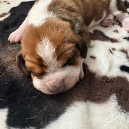Henry - Mahogany and white male Basset Hound puppy in Maryland from Grind Stone Breeding Kennels