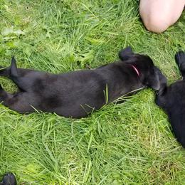 Labrador Retriever Puppies from Copper Creek Outfitters and Kennel
