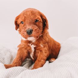 White Girl - Red  female Goldendoodle puppy in Mckinney, Texas from Doodles of North Tx