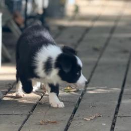 Hope - Black and white female Border Collie puppy in Lebanon, Oregon from Cahill’s Canines