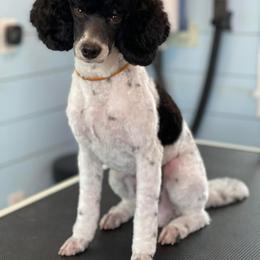 Nash - Poodle