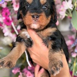 Duckey girl - female Bernedoodle puppy in Yuciapa, California from AlltheDoodlez_