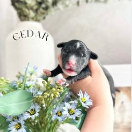 Cedar - Black and chalk male Australian Labradoodle puppy in Palmdale, California from Heavenly Doodles
