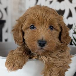 Havapoo puppies from River View Puppies
