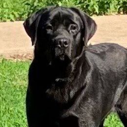 Chuck - Labrador Retriever