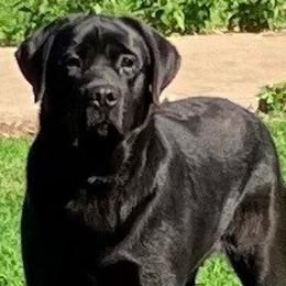 Chuck - Labrador Retriever