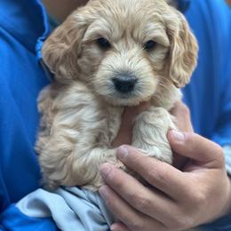 Boy 2 - Apricot male Goldendoodle puppy in Gig Harbor, Washington from Sandy’s Goldendoodles
