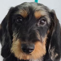 Dachshunds from Nouvelle Standard Dachshunds