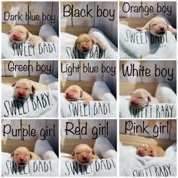 Golden Retriever Puppies from All shades Golden