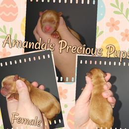 Sosha - Gold female Yorkshire Terrier puppy in Wartburg, Tennessee from Amanda's Precious Pups