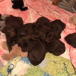 Labrador Retriever and Weimaraner Puppies from Kathy Welle