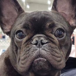 Moxie - French Bulldog