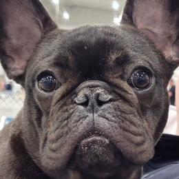 Moxie - French Bulldog
