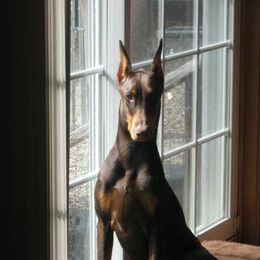 Doberman Pinscher All Grown Up from Kettle Cove Dobermans