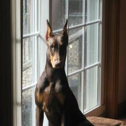 Doberman Pinscher All Grown Up from Kettle Cove Dobermans