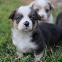 Male 2 - Black and tan male Pembroke Welsh Corgi puppy in Portland, North Dakota from Sliding stop corgis