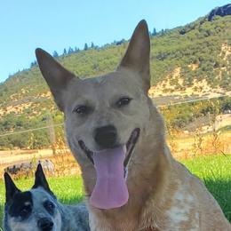 Annie - Australian Cattle Dog