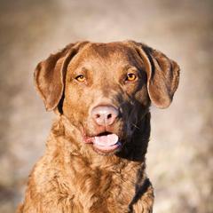Chesapeake Bay Retrievers from Rippling Waters Chesapeakes