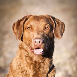 Chesapeake Bay Retrievers from Rippling Waters Chesapeakes