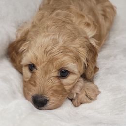 Goldendoodle Puppies from Lake Village Doodles