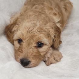 Goldendoodle Puppies from Lake Village Doodles