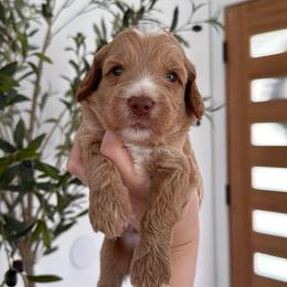 Mocha - Apricot male Goldendoodle puppy in Los Angeles, California from Canary Pawlm Doodles