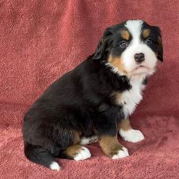 Pink Collar Female - Black rust and white female Bernese Mountain Dog puppy in Bristol, Tennessee from Holston Hollow Farm