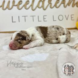 Happy - Chocolate merle male Bernedoodle puppy in Owasso, Oklahoma from Kallams Bernedoodles & Bernese Mountain Dogs