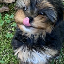 Yorkshire Terrier Puppies from Whispering Willows Kennels
