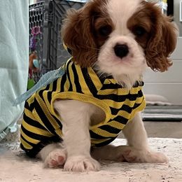 Cavalier King Charles Spaniel Puppies from Alohana Cavaliers