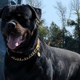 American Bullies and Rottweilers from White's K9 Connection