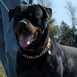 American Bullies and Rottweilers from White's K9 Connection