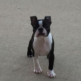Boston Terrier Puppies from Achates Bostons