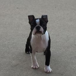 Boston Terrier Puppies from Achates Bostons