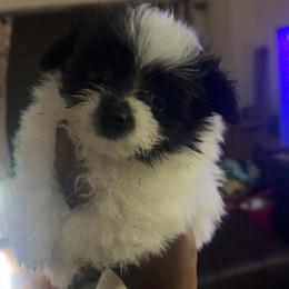 Bubbles - Parti female Maltipoo puppy in Long Island, New York from Minipaws kennel