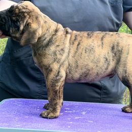 Chestnut - Red brindle male Bullmastiff puppy in Athens, Georgia from RCS Kennels