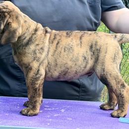 Chestnut - Red brindle male Bullmastiff puppy in Athens, Georgia from RCS Kennels