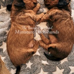 Dachshund Puppies from The Teacup Homestead Miniature Dachshunds