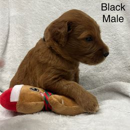Boy 2 - Red  male Goldendoodle puppy in Etowah, North Carolina from Lance Doodle Farm