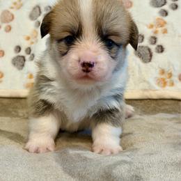 Boy 3 - Fawn male Pembroke Welsh Corgi puppy in Rochester, Indiana from Stacy’s Pembroke Welsh Corgis