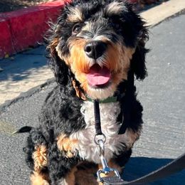 Bear - Bernedoodle