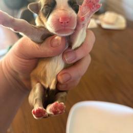 Red girl 1 - Red female Pembroke Welsh Corgi puppy in Chubbuck, Idaho from Sunny J Corgis and Mini Americans
