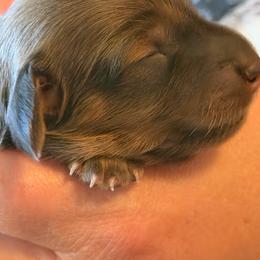 Rachael - Red female Dachshund puppy in Oregon from SoCo Dachshunds