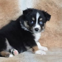 Patience - Black tri Miniature Australian Shepherd puppy in Sw, Wisconsin from Driftless Australian Shepherds