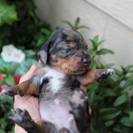 Dior Dapple girl number 2 - Dapple female Dachshund puppy in Stockton, California from Wiggles & Wags Dachshund's