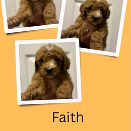 Faith - Red  female Goldendoodle puppy in Bluefield, Virginia from Love on a Leash