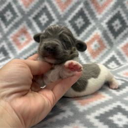 Boy 1 - Blue and cream male Dachshund puppy in Hoover, Alabama from Tide Town Doxies